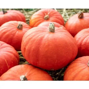 Seme tikve bundeve Flexi Kuri EZ F1 – 250 semena