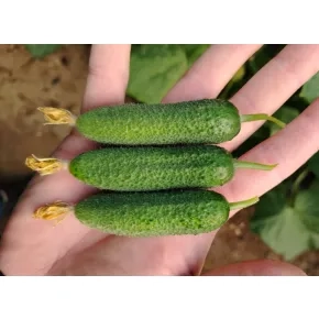 Seme kornišona Spassky EZ F1 – 500 semena