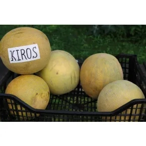 Kiros F1 (Galia 89326)