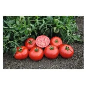 Seme Paradajza Melisande F1 250 semena