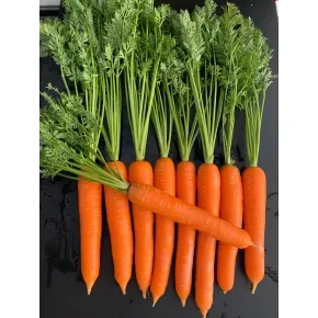 Seme šargarepe Polydor F1 - 100 000 semena