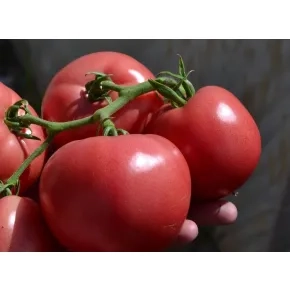 Paradajz Rosalba F1