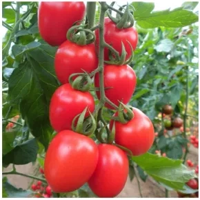 Paradajz Seyit F1