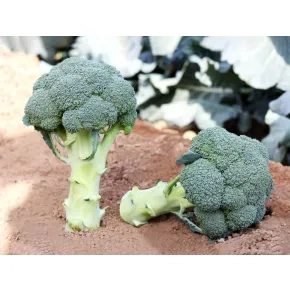 Brokoli Leonidas F1