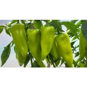 Paprika KG2129 F1