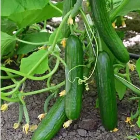 Krastavac ES 2868 F1