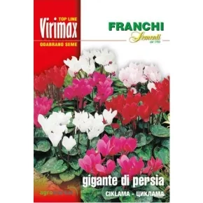Cveće CIKLAMA-GIGANTE DI PERSIA Virimax 