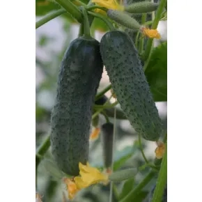 Kornišon Barytone F1