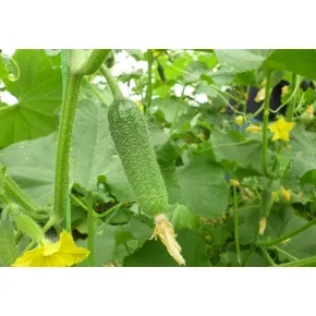 Kornišon Trilogy RZ 