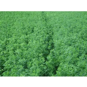 Seme lucerke NS Banat ZMS II – 1 kg