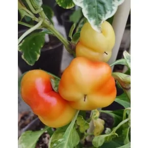 Seme paprike Beli kalvil 10 g