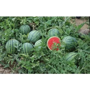 Lubenica Pepita F1 (Tiger mini) Lubenica Pepita F1 (Tiger mini)