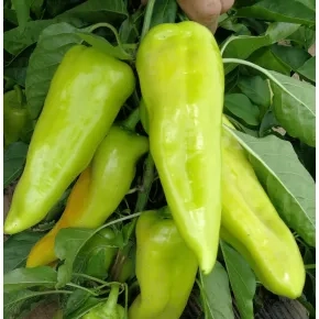 Paprika Zeline F1 (OSP 2081)