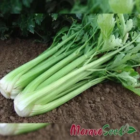 Celer Malachit 10000s