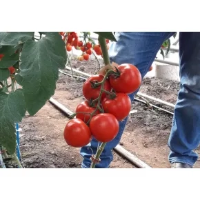 Seme paradajza Alamina F1 RZ – 100 semena