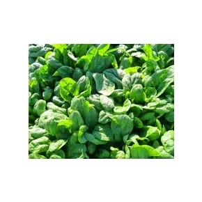 Spanać Aleksandra F1