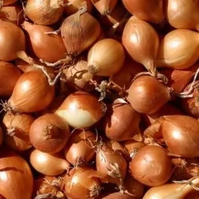 Holandski žuti arpadžik 1 kg