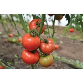 Paradajz Astrion F1 ez