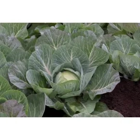 Kupus Autumn King F1