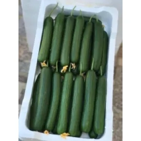 Krastavac Ballistic F1