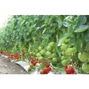 Paradajz Belle ez F1