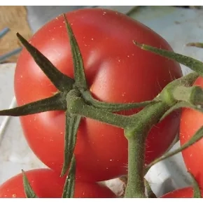 Paradajz Bonito F1