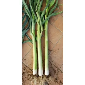 Praziluk CRX-3509 F1