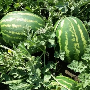 Lubenica Early Crimara F1