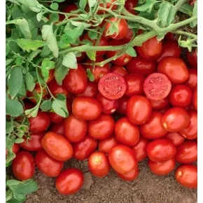 Paradajz Ussar F1