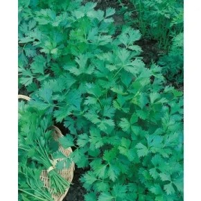 Peršun lišćar Festival 68 100g