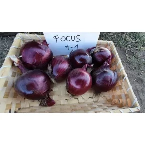 Ljubičasti Luk Focus F1