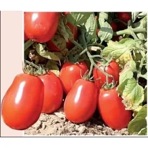 Paradajz Gigante F1