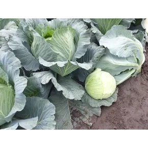 Seme kupusa Gintama RZ - 2500 semena