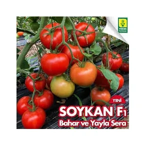 Paradajz Soykan 500s