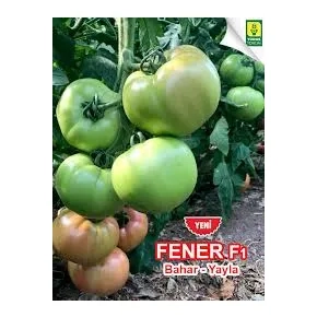 Paradajz Pink Fener 500s