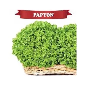Salata Papyon (batavia) NOVO