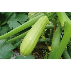 Tikvica Ismailia ez F1