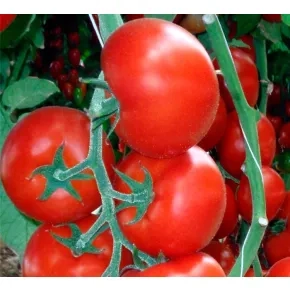 Paradajz Jalila F1 500s