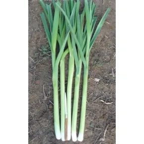 Starozagorski Kamuš Praziluk