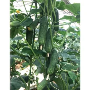 Kornišon 182-327 F1