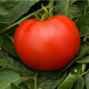 Seme paradajza Magellano F1 – 500 semena