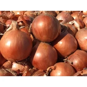 Luk Magika F1 - 250 000 semena