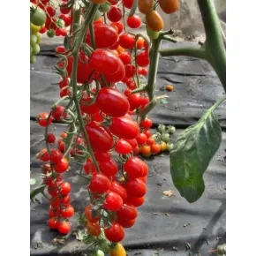 Paradajz Čeri Mandat F1