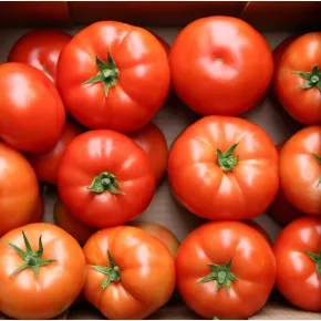 Paradajz Matissimo F1