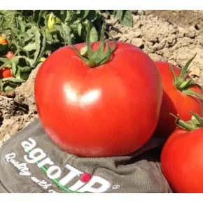 Paradajz Pandora F1