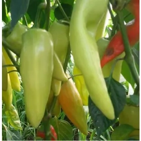 Paprika Duga bela 10g