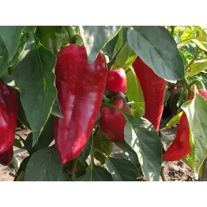 Paprika Bodroška crvena 20 g