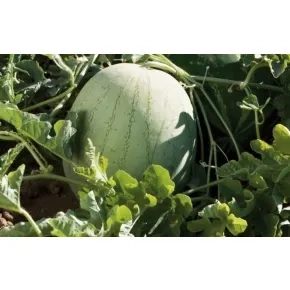 Lubenica Polimax F1 (oprašivač)