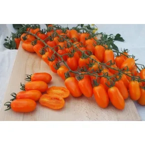 Paradajz Čeri Odat F1