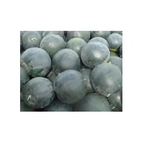 Lubenica Magia Negra F1